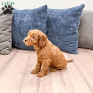 Stella, Mini Goldendoodle Puppy