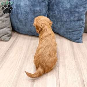 Stella, Mini Goldendoodle Puppy