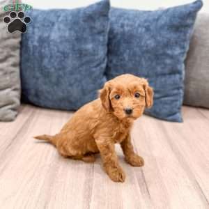 Stella, Mini Goldendoodle Puppy