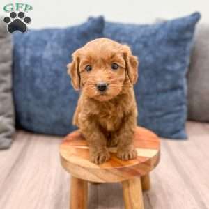 Stella, Mini Goldendoodle Puppy