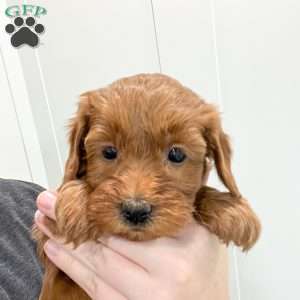 Stella, Mini Goldendoodle Puppy