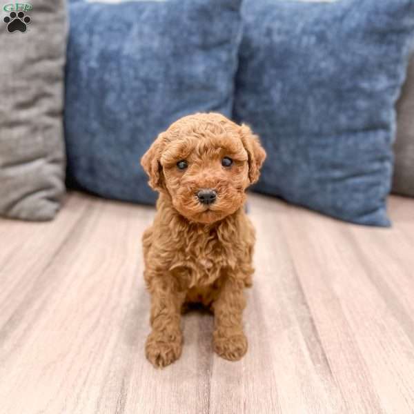 Sage, Mini Goldendoodle Puppy