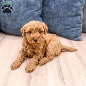 Sage, Mini Goldendoodle Puppy