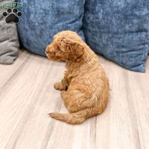 Sage, Mini Goldendoodle Puppy