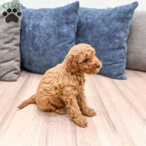 Sage, Mini Goldendoodle Puppy