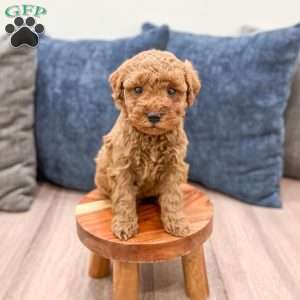 Sage, Mini Goldendoodle Puppy