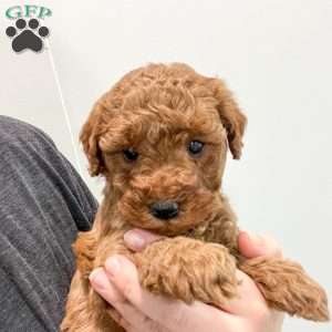 Sage, Mini Goldendoodle Puppy