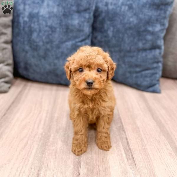 Sydney, Mini Goldendoodle Puppy