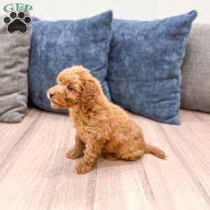 Sydney, Mini Goldendoodle Puppy
