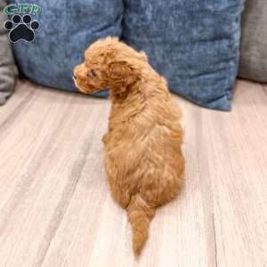 Sydney, Mini Goldendoodle Puppy