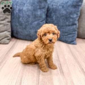 Sydney, Mini Goldendoodle Puppy