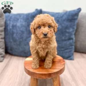 Sydney, Mini Goldendoodle Puppy