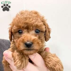 Sydney, Mini Goldendoodle Puppy