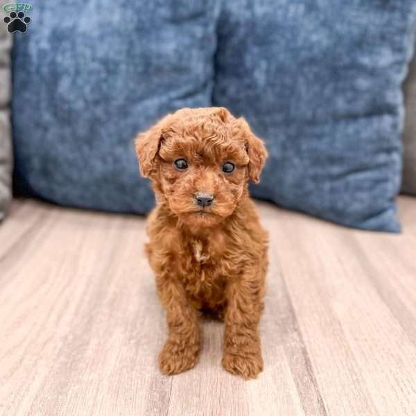 Sadie, Mini Goldendoodle Puppy