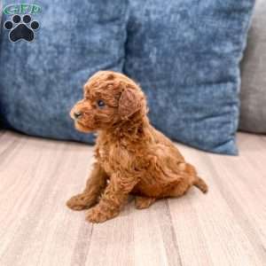 Sadie, Mini Goldendoodle Puppy