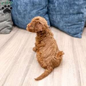 Sadie, Mini Goldendoodle Puppy