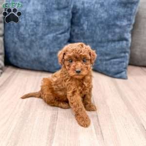 Sadie, Mini Goldendoodle Puppy