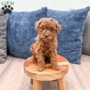 Sadie, Mini Goldendoodle Puppy