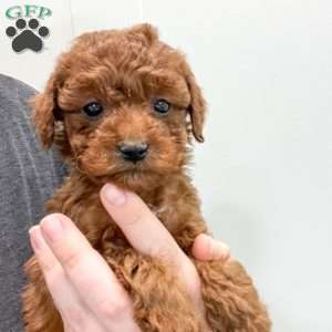 Sadie, Mini Goldendoodle Puppy