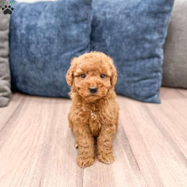 Shiloh, Mini Goldendoodle Puppy