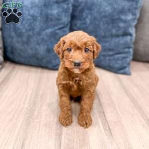 Sparky, Mini Goldendoodle Puppy