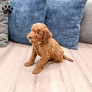Sparky, Mini Goldendoodle Puppy