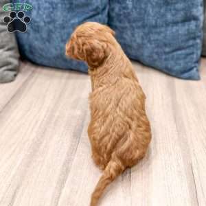 Sparky, Mini Goldendoodle Puppy