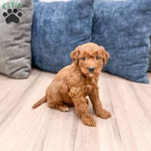 Sparky, Mini Goldendoodle Puppy