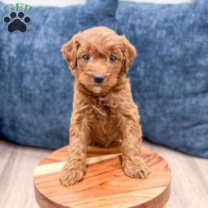 Sparky, Mini Goldendoodle Puppy