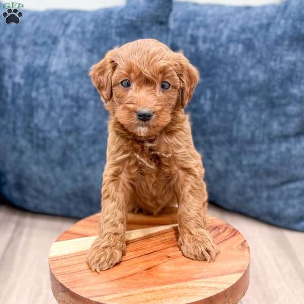 Sparky, Mini Goldendoodle Puppy