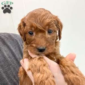 Sparky, Mini Goldendoodle Puppy