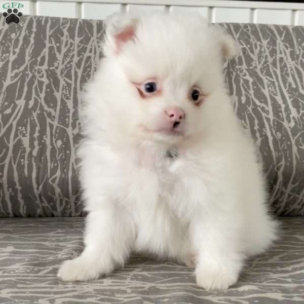 Angel, Pomeranian Puppy
