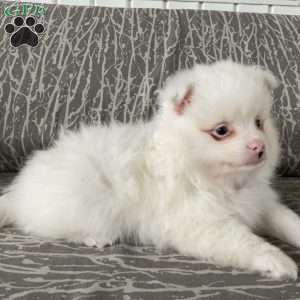 Angel, Pomeranian Puppy