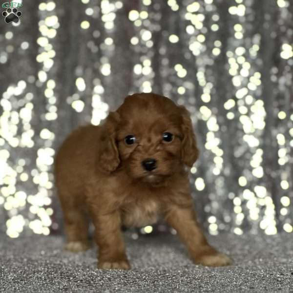Vanessa, Cavapoo Puppy