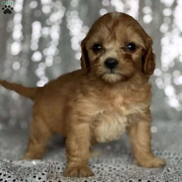 Vanilla, Cavapoo Puppy