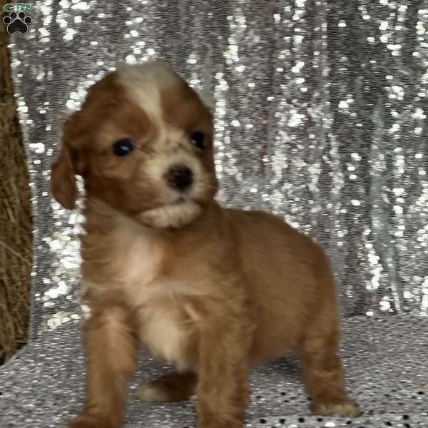 Victor, Cavapoo Puppy