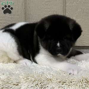 Zoey, Akita Puppy