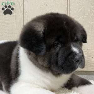 Zoey, Akita Puppy