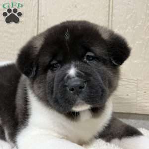 Zoey, Akita Puppy