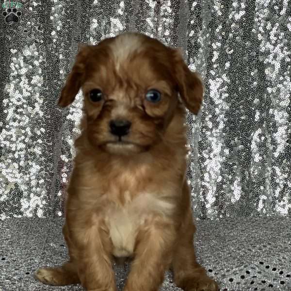 Vaughn, Cavapoo Puppy