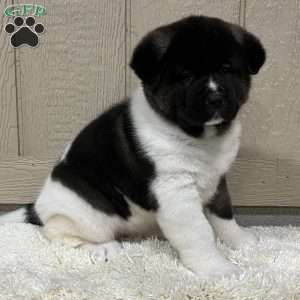 Zoey, Akita Puppy