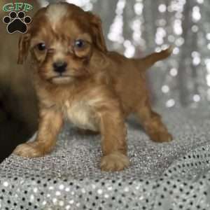 Vaughn, Cavapoo Puppy