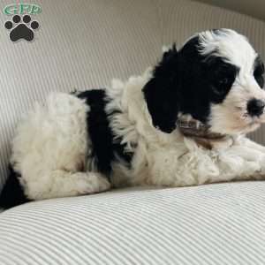 Panda, Bernedoodle Puppy