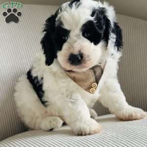 Panda, Bernedoodle Puppy