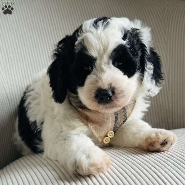 Panda, Bernedoodle Puppy