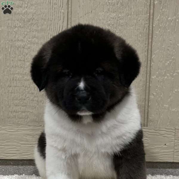 Zoey, Akita Puppy