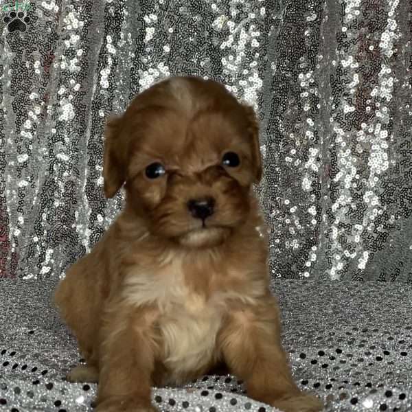 Vance, Cavapoo Puppy