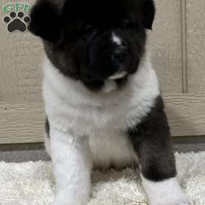 Zoey, Akita Puppy
