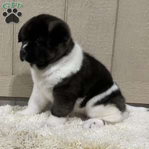 Zoey, Akita Puppy