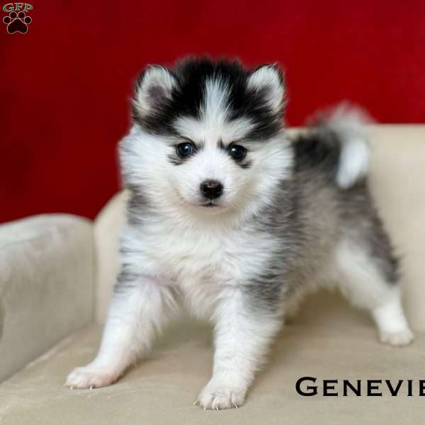 Geneviene, Pomsky Puppy